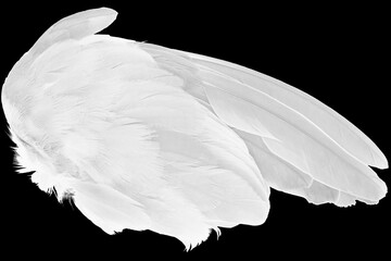 Beautiful wing white feather isolated on black background © nadtytok28