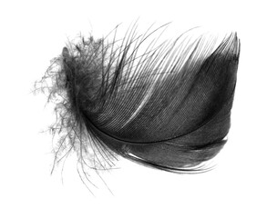 black feather on white background