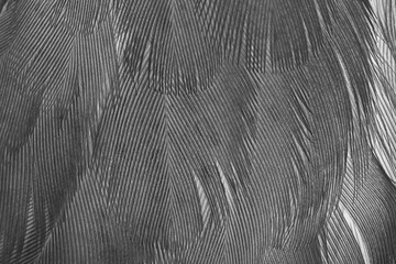 Beautiful dark black feather pattern  texture background
