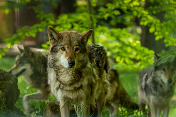 Fototapeta premium Wolfsrudel