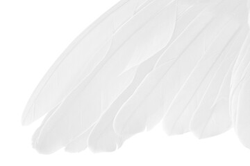 Beautiful wing white feather isolated on white background 