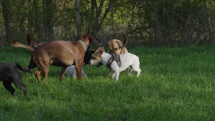 Reunion of companion dogs being silly in slow motion