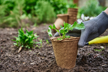 Gardener in gloves planting agricultural plant in pot in backyard garden. Spring garden work. Farmer gardening and harvesting