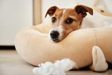 Jack Russell terrier dog next to a torn wad of cotton on the floor. Pet damage