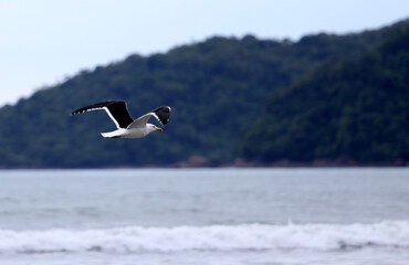Gaivota 2