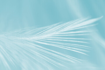 Beautiful  blue turquoise vintage color trends feather pattern texture pastel background