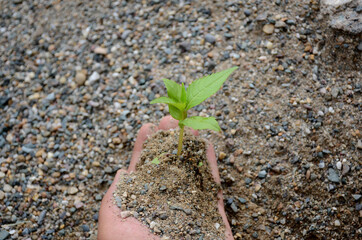 closeup flower plant soil heap in hand over out of focus grey background.