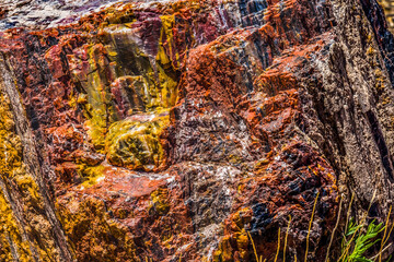 Petrified Wood Rock Abstract National Park Arizona