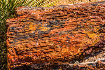 Petrified Wood Rock Log National Park Arizona
