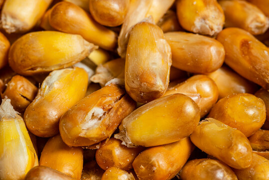 Toasted Peruvian corn. Toasted canchita or chulpe corn often served alongside ceviche. Top view. Close up.
