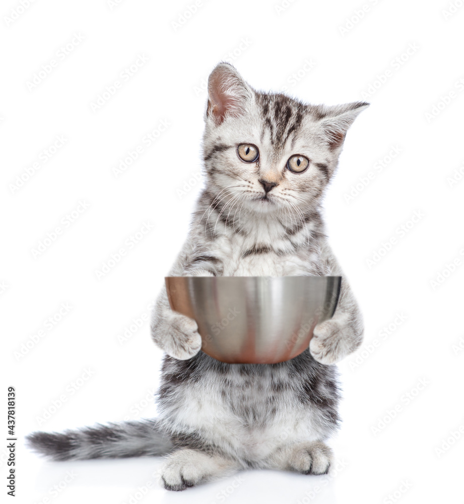 Poster kitten holds empty bowl and looks at camera. isolated on white background