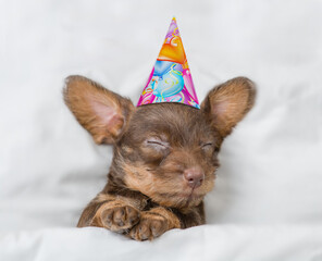 Cozy Dachshund puppy  wearing birthday cap sleeps under white warm blanket on a bed at home. Top...