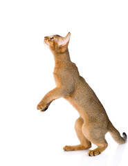 Playful  abyssinian young cat stands on it hind legs in profile and looks up. Isolated on white background