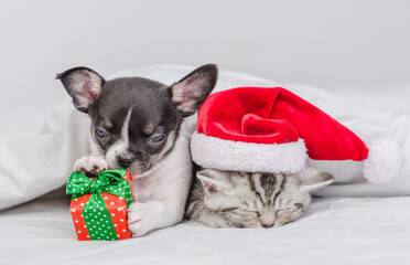 Cute kitten wearing red santa hat sleeps with Chihuahua puppy. Playful puppy holds gift box. Pets lying under warm blanket on a bed at home