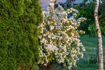 Blooming spirea and thuja in the foreground as a natural background. Park summer landscape.