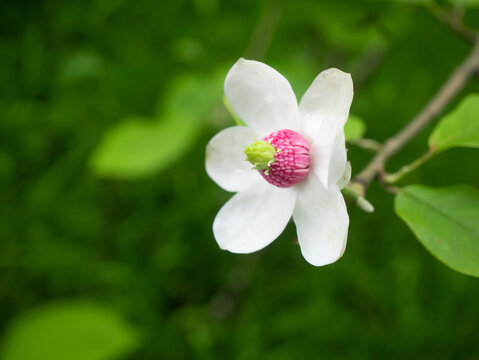 白とピンクがかわいい花　大山蓮華　オオヤマレンゲ