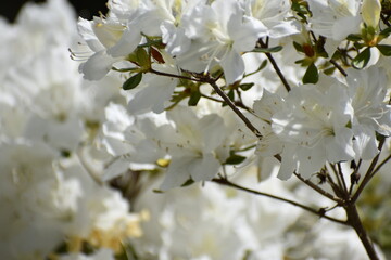 White Cherry Blossom Flowers at Patterson Park in Baltimore City