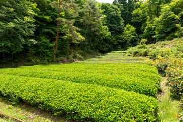 Tea plantation in Moshi, Sanda, Hyogo, Japan in early summer