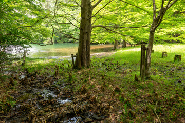 Bald cypress (Taxodium distichum) and its aerial roots at Moshi pond, Sanda, Hyogo, Japan