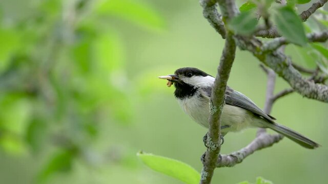 Black-capped Chickadee with mouthful of caterpillars waiting to bring food into nest.