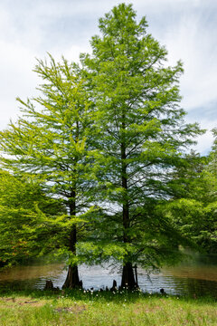 Bald cypress (Taxodium distichum) and its aerial roots at Moshi pond, Sanda, Hyogo, Japan