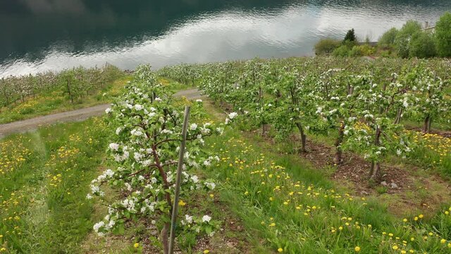 Aerial view of many rows with blossoming apple trees in Hardanger Norway - Hardangerfjord in background