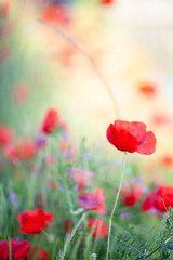 Field flowers Red poppy and daisies flower among green grass on a Sunny day. High quality photo