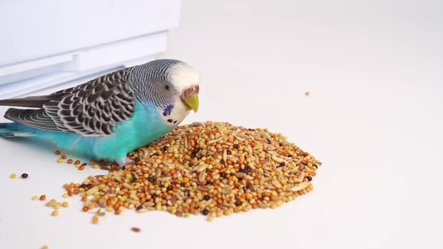 Blue wavy parrot eats bird food on a white background. pet shop.