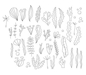 Contour linear illustration for coloring book. Set with seaweeds, anti stress picture. Line art design for adult or kids  in zentangle style and coloring page.