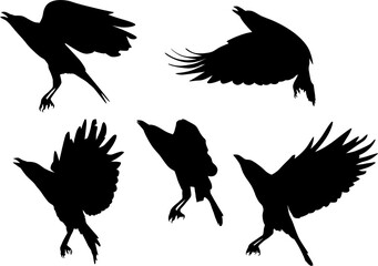 five crow flight silhouettes isolated on white