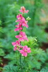 Pink Bellflower, Campanula latifolia L. annual, biennial, perennial plant, dwarf artic and alpine species, large temperate glassland and woodland species growing to 2 metres tall. vary flower colour. 