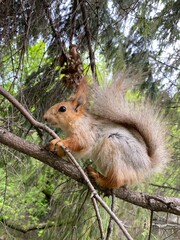 squirrel on a tree