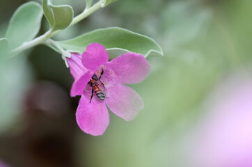 A bee on the tiny pink flower