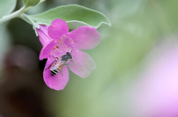A bee on the tiny pink flower