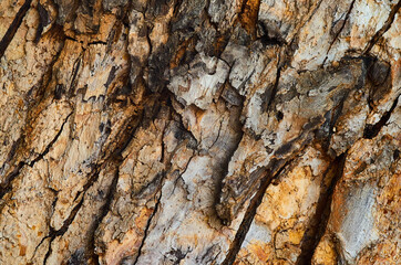 Background of the tree bark