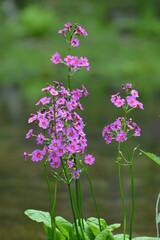 北海道の春、川縁に咲くクリンソウ、Japanese Primrose.