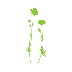 Fototapeta na wymiar Buttercup flower or Crowfoot vector illustration isolated on white background, decorative herbal green doodle, silhouette for design medicine, wedding invitation, greeting card, cosmetic