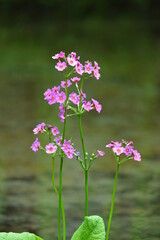 北海道の春、川縁に咲くクリンソウ、Japanese Primrose.