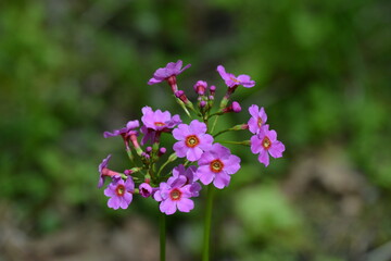 北海道の春、川縁に咲くクリンソウ、Japanese Primrose.