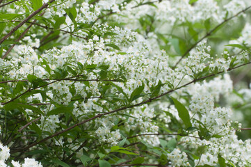 Philadelphus flowers in spring, close up
