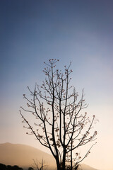 tree silhouette against sky