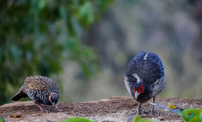 Kalij Pheasant (Lophura leucomelanos) Perching on ground at Sattal, Uttarakhand