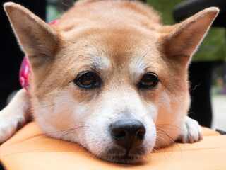 リラックスしてくつろぐかわいい柴犬ワンコ