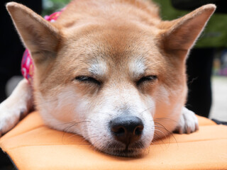 リラックスして眠るかわいい柴犬わんこ