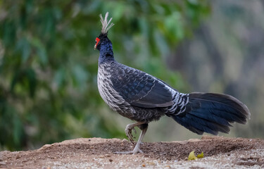 Kalij Pheasant (Lophura leucomelanos) Perching on ground at Sattal, Uttarakhand