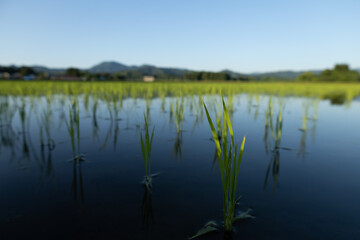 田植え後の水田　6月　稲の苗　青空