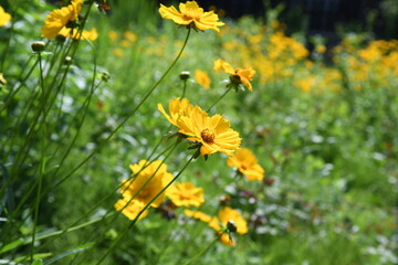 黄色の花　キバナコスモス