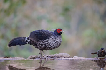 Kalij Pheasant (Lophura leucomelanos) Perching on ground at Sattal, Uttarakhand