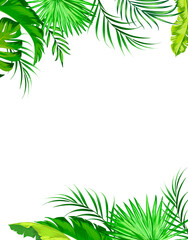 Fototapeta na wymiar Tropical vector background. Jungle exotic illlustration. Composition with botanic green leaves. Invitation template.