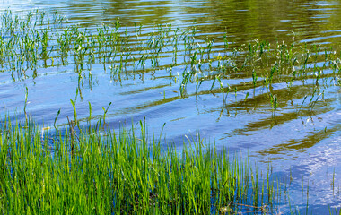 Fototapeta na wymiar Posil of young grass near the coast of the rustic river.